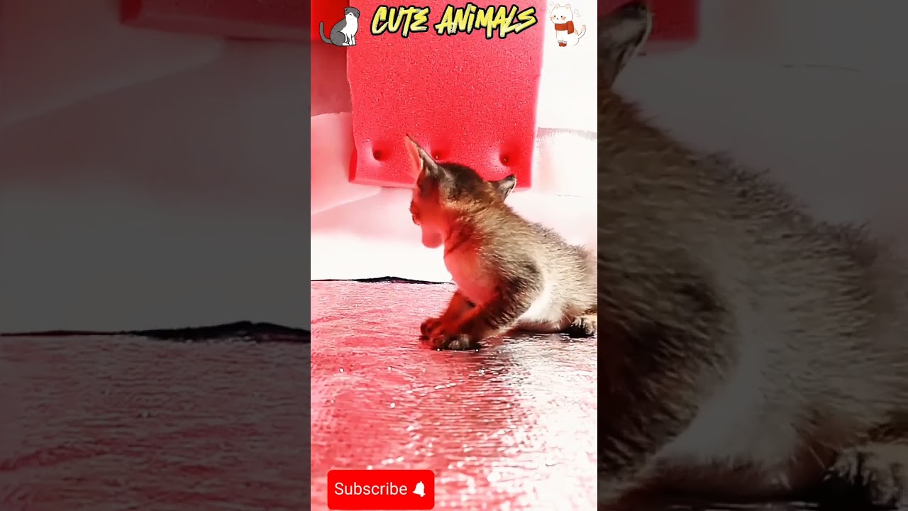Cute Pet Videos #Cute Animals Videos. Cute Pet Videos #Cute Animals Videos.