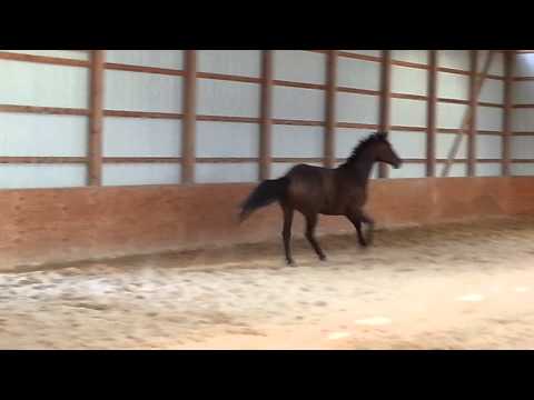 Rafe free jumping 1 - 5 year old OTTB for sale $2000