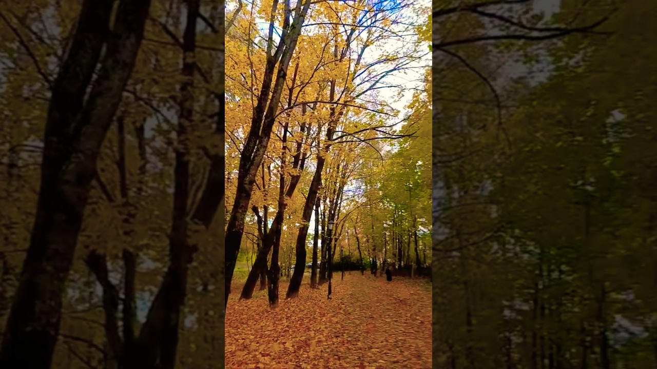 Ковёр из листьев Парк Соловьиная Роща Смоленск 
