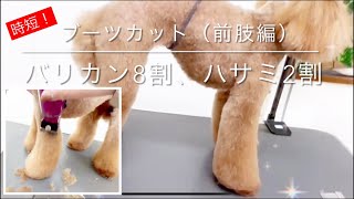 【Grooming】Toy Poodle ”Front Leg Cut ( like Boots )”