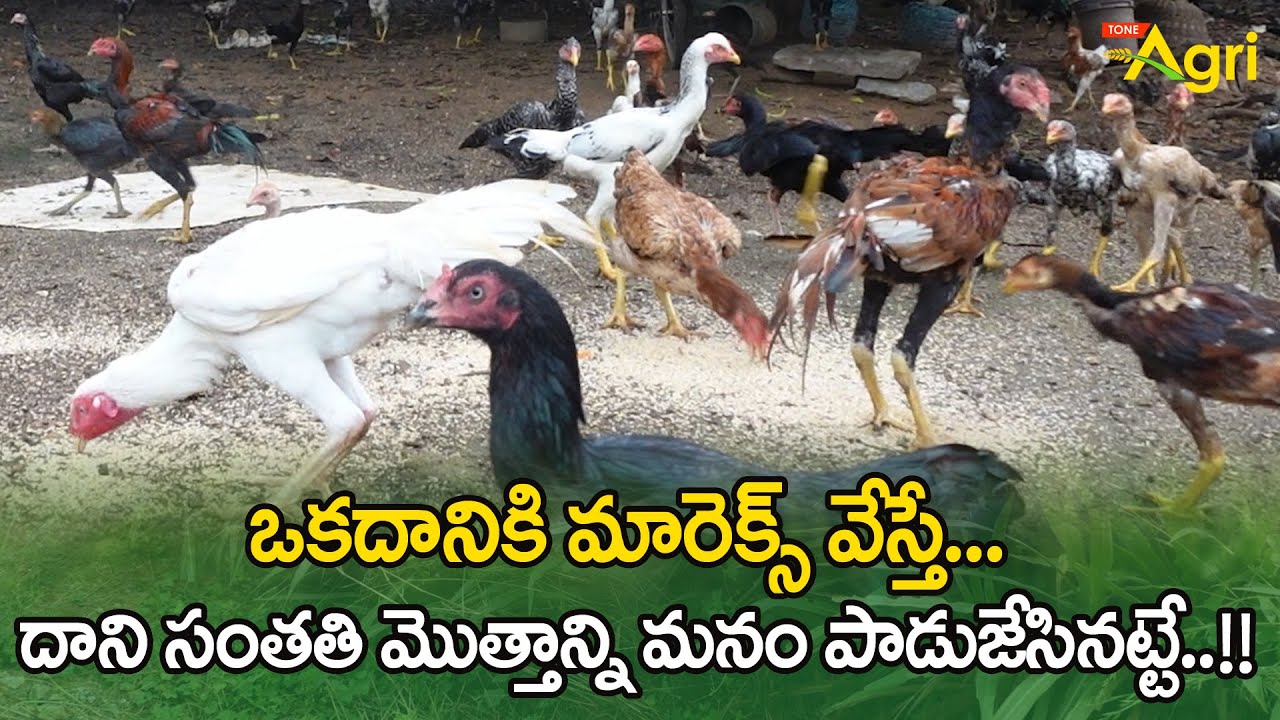 Marek's Vaccine for Chicks | ఒకదానికి మారెక్స్ వేస్తే.. దాని సంతతి మొత్తాన్ని..! Tone Agri