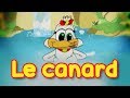 Le canard  les oiseaux du paradis bb