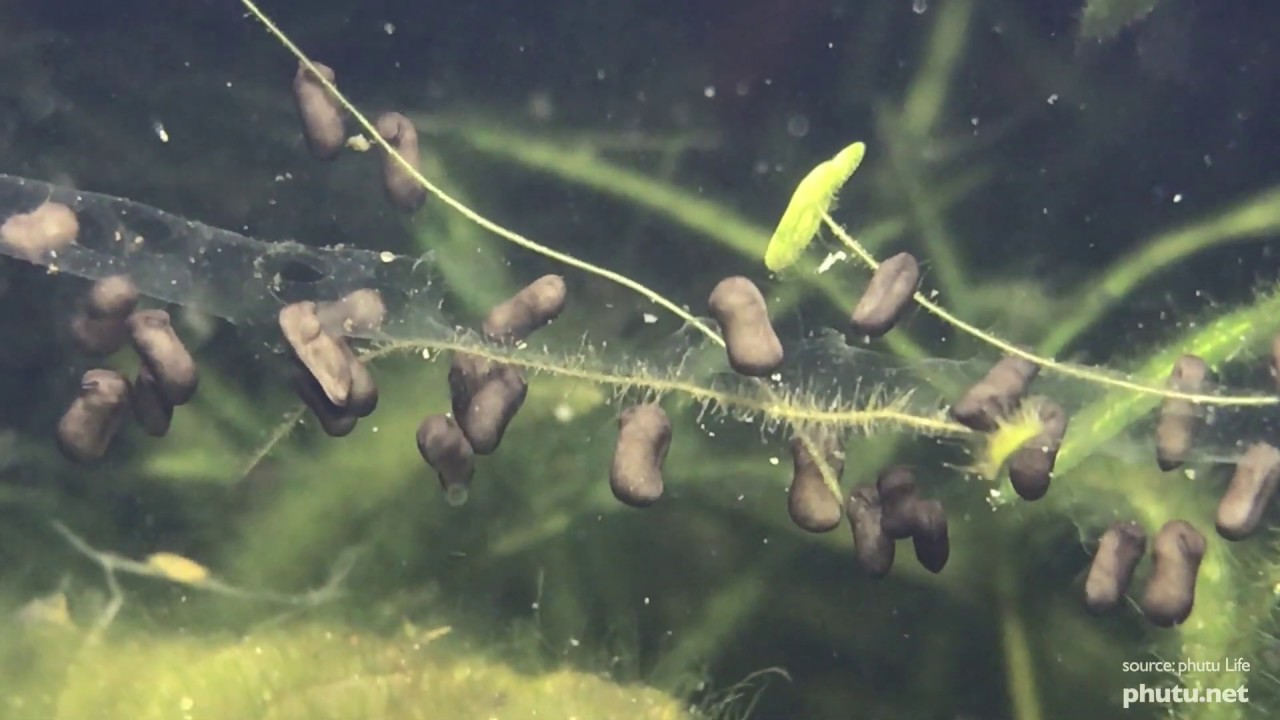 Tadpoles Hatch from the Frog Eggs YouTube