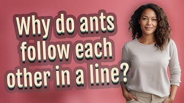 Why do ants follow each other in a line?