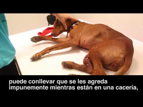 Video: Grupos De Derechos Animales De España Piden La Prohibición De La Caza Con Perros