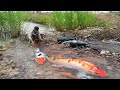 wow! Finding koi fish and plecos fish, Snakehead Fish, Whales, Lobster, Gourami,