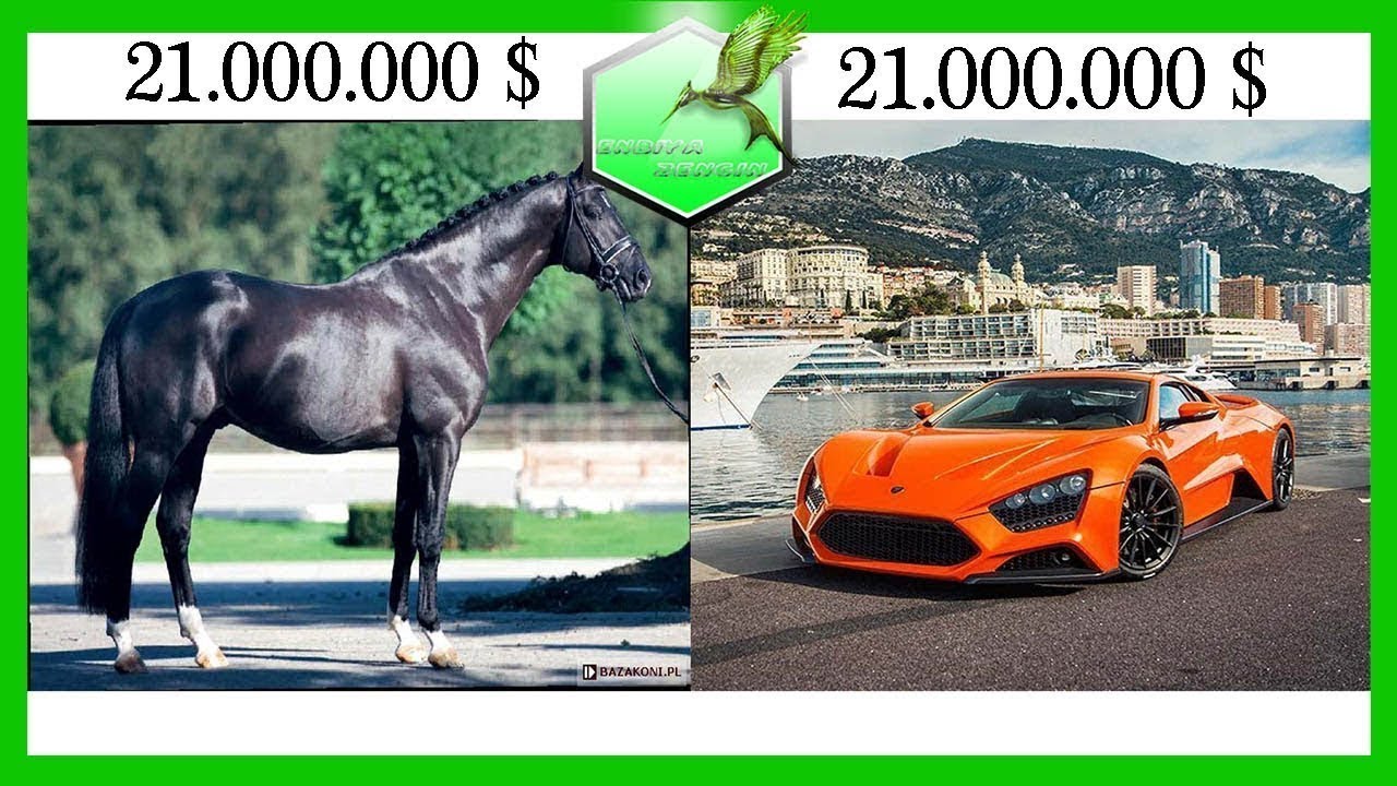 20 Most Expensive Horses of All Time YouTube