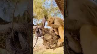 Dushman Ya Dost 🤐😯 Mere Pet Snake Aur Monkey Ki Masti #shorts #snake #monkey #petlife Part 28