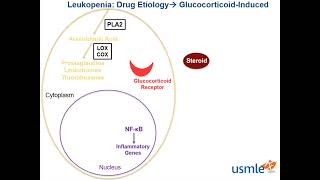 Leukopenia USMLE