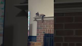 Neighbor Watch 🤣 #scottish #siamese #scottish #pets #cat #animals #myworld #catshorts #funnycats