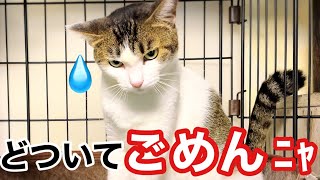 シャーシャー威嚇の元野良猫と父ちゃん居ない間に仲良くなるゾ!