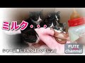 【生後20～21日目】ミルクを見せたらそわそわしだす激おこ子猫達が可愛いのです【保護子猫】