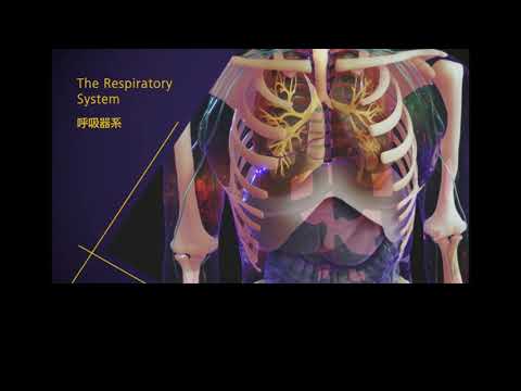 呼吸器系の仕組みと働き | MSDマニュアル家庭版