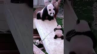 baby panda home safety #shortvideo #panda #reels #shorts screenshot 2