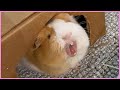 Best guinea pig noises of the wheek! (2021 Week 12)