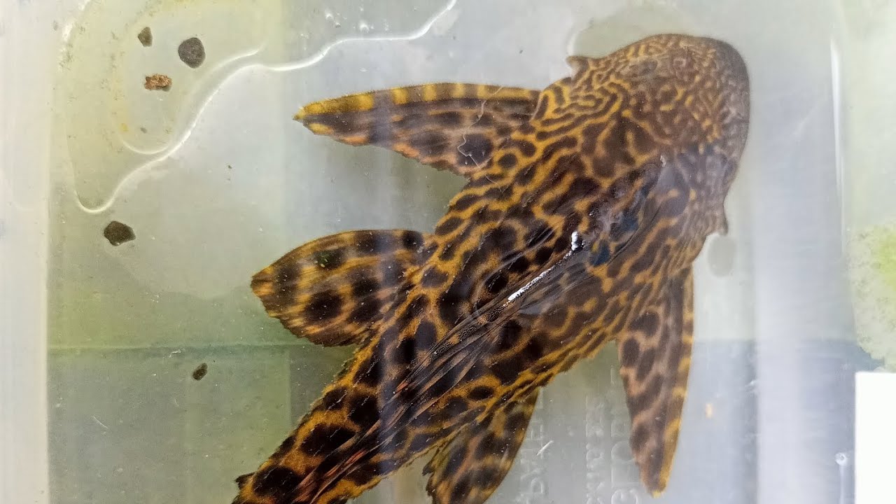 JANITOR FISH PLECO DO IT S JOB YouTube janitor-fish-pleco-do-it-s-job-youtube