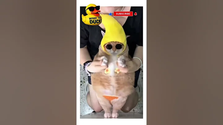 Video 9360241: cats cute pets dancing, cat dance funny pets, cat pets gatos