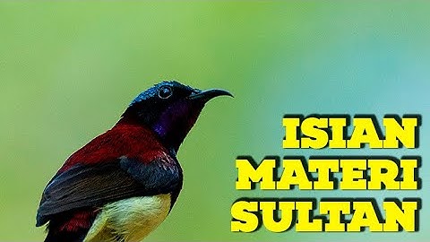 KONIN FULL EMOSI !! KOLIBRI NINJA GACOR FULL ISIAN TONJOLAN MEWAH, PASTI COCOK BUAT MASTERAN