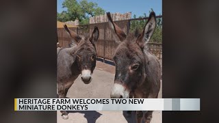 Heritage Farms at the ABQ BioPark welcomes two new miniature donkeys