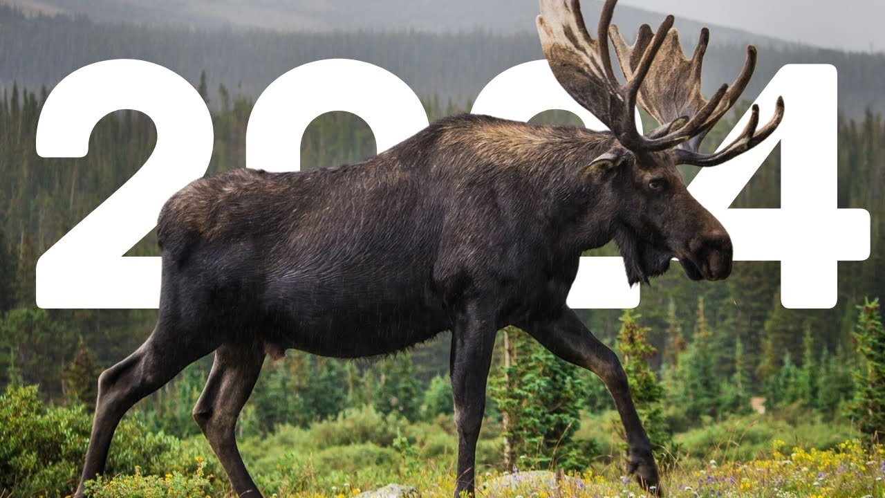 NEW BRUNSWICK MOOSE HUNT 2024!! - YouTube