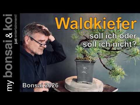 my bonsai & koi - YouTube