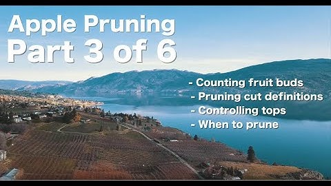 Ambrosia Apple Pruning Like a Pro 3 - by Steve Brown