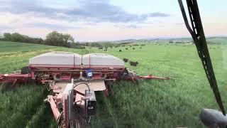 Planting corn in cover crop while cows are grazing