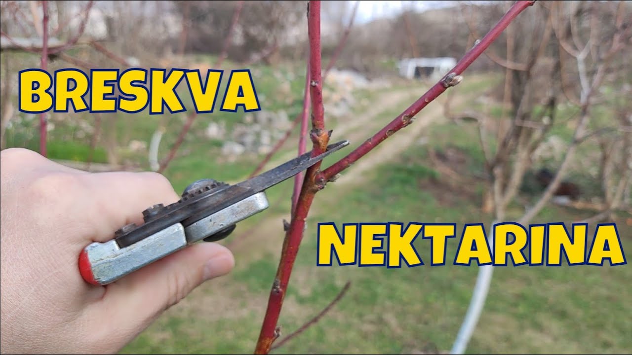 Rezidba breskve i nektarine za početnike