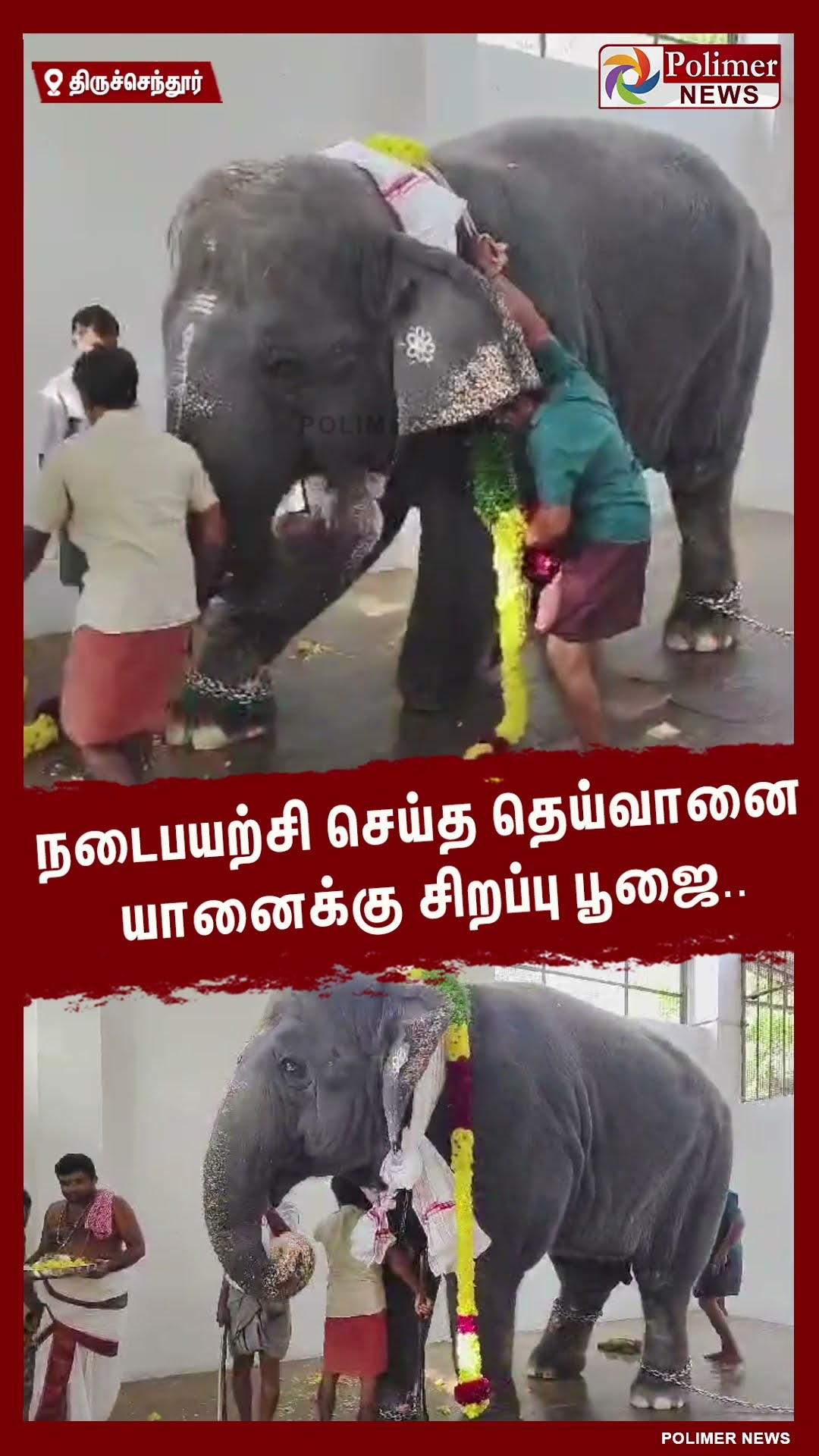 நடைபயற்சி செய்த தெய்வானை யானைக்கு சிறப்பு பூஜை.. #shorts