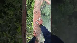 Indonesian Forest Honey Hunters and Their Incredible Skills