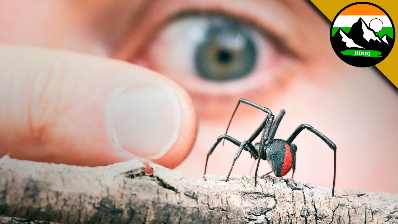 REDBACK SPIDER VS BLACK WIDOW?! किसका काटना अधिक खतरनाक है? | Brave Wilderness Hindi