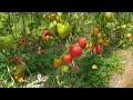 Важная подкормка томатов в Июле. Налив плодов и созревание.