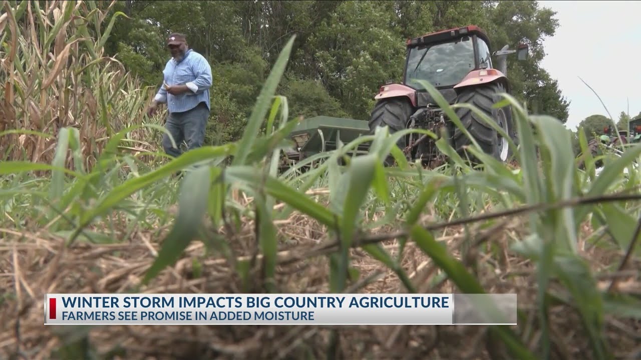 Winter storm impacts Big Country agriculture