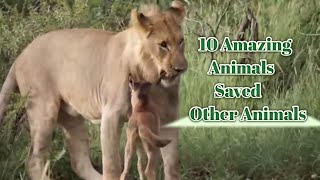 10 Amazing Animals Saved Other Animals