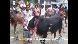 Poshur Hat Goru Bazar, Maasranga TV , Report  Jahangir Alam Imrul 22 09 15 comilla