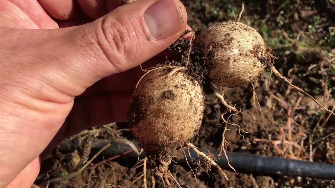 DAHLİA SÖKÜMÜ VE SAKLANMASI (UZUN ANLATIM)