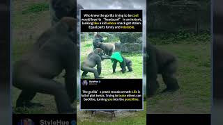 Gorilla’s Headscarf Prank Goes Wrong#GorillaLife #ZooEnrichment #AnimalPlaytime