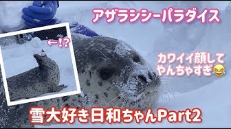 アザラシシーパラダイス Youtube アザラシシーパラダイス Youtube