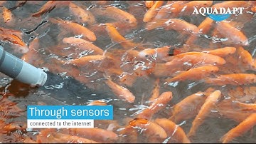 Real-Time Water Quality Monitoring for Aquaculture via Internet of Things (IoT) System