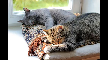 Comment Faire Cohabiter Un Chat Male Et Un Chat Femelle