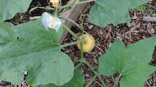 A Plethora of Pumpkins. 'Jack Be Little' Mini Pumpkins Growing On The Archway.