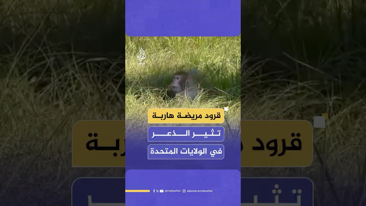 حادث سير يؤدي إلى هروب قرود في ولاية ميسيسيبي الأمريكية تحمل فيروس الكبد الوبائي وكوفيد-19