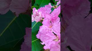 Beautiful flowers in late Spring #flowers #spring #shortsviral