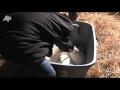 More than 60 bunnies abandoned in a Highway