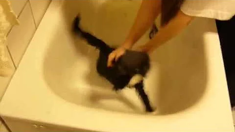 Watch the video about [CAT] Bathtub Cat Fail-Fun-Meow-Baby Pets-Cute Pets-Animals-Kitty Cats-New 2015