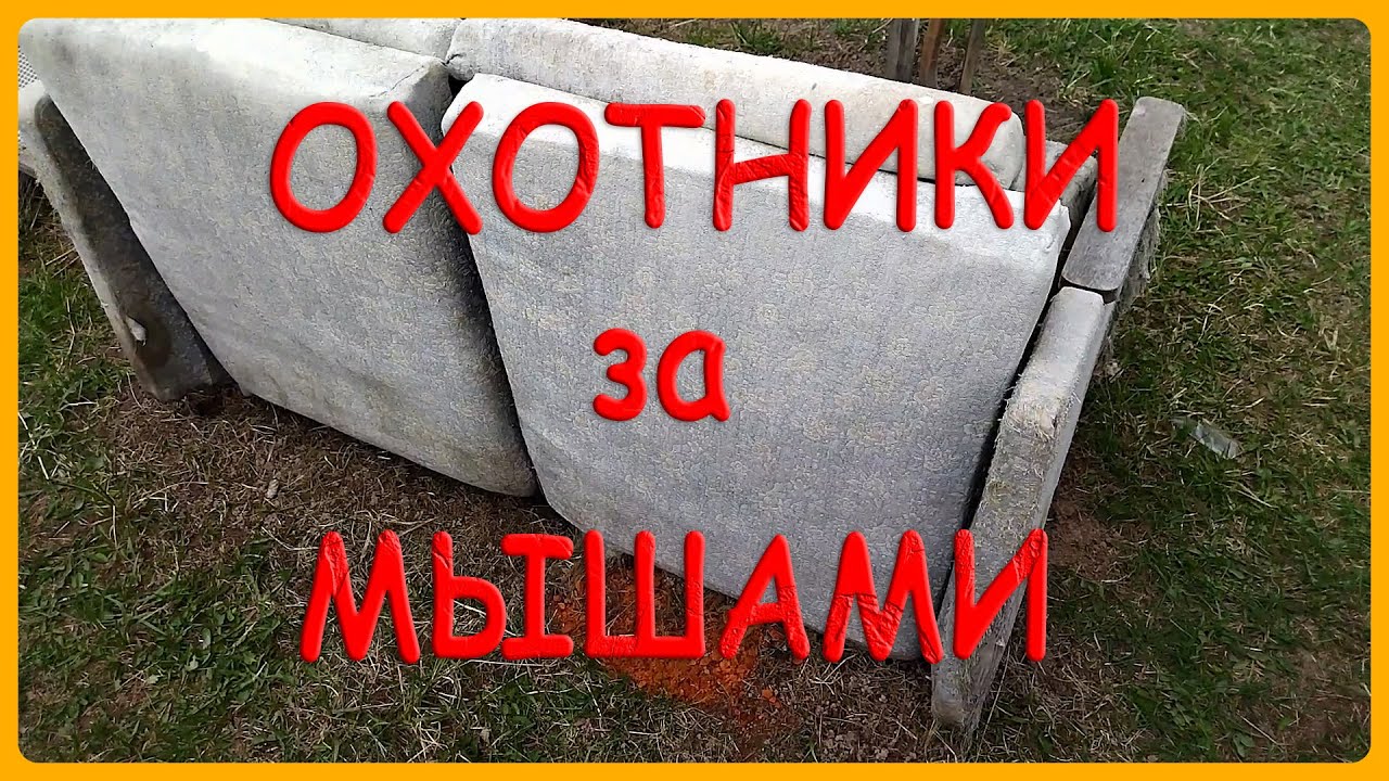 охотники за мышами | жизнь в деревне