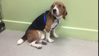 Copper Arrives at REACH Rescue
