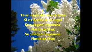 Florile de liliac NEGATIV- KAROKE chords
