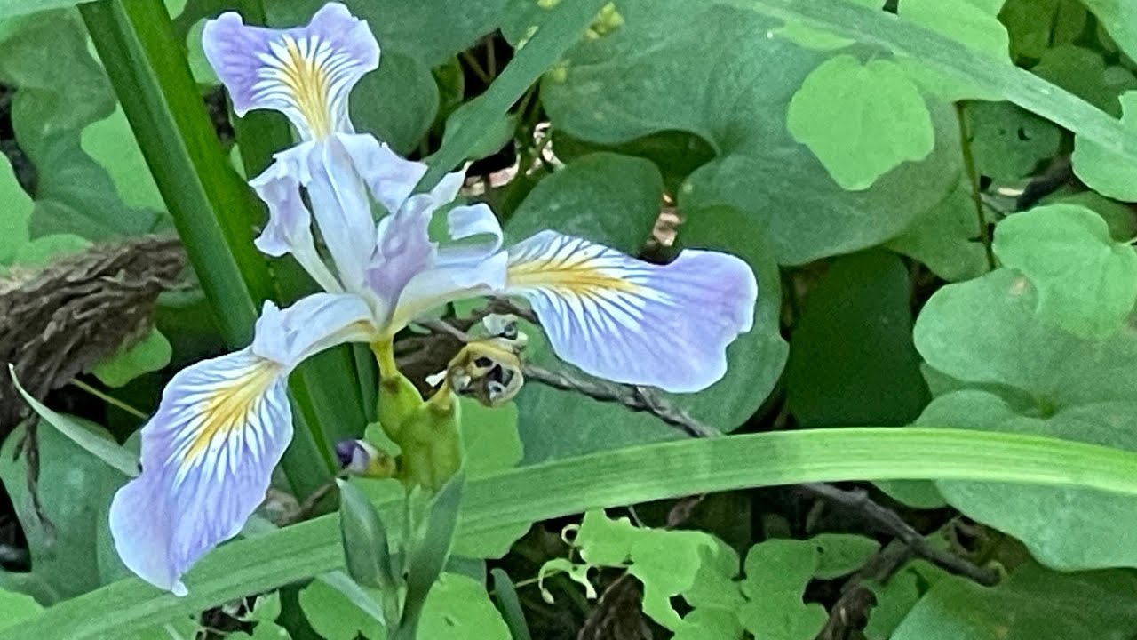 Iris Douglasiana - Douglas Iris