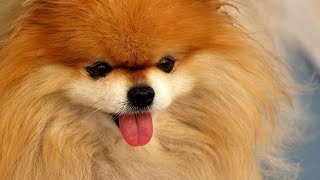 Pomeranian Puppies Playtime Cute Overload!